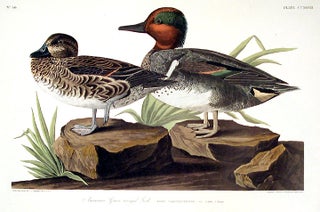 Item #7588 American Green Winged Teal. From "The Birds of America" (Amsterdam Edition). John...