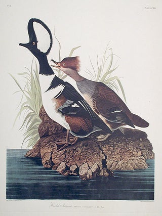 Item #7595 Hooded Merganser. From "The Birds of America" (Amsterdam Edition). John...
