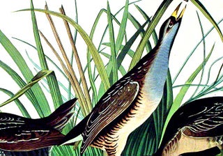 Sora or Rail. From "The Birds of America" (Amsterdam Edition)