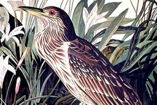 Night Heron or Qua Bird. From "The Birds of America" (Amsterdam Edition)