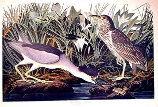 Item #7601 Night Heron or Qua Bird. From "The Birds of America" (Amsterdam Edition). John James...