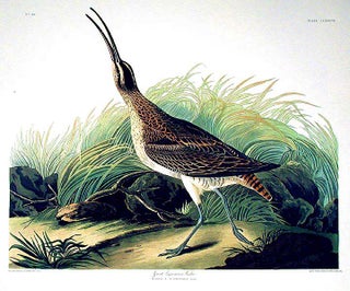 Item #7602 Great Esquimaux Curlew. From "The Birds of America" (Amsterdam Edition). John James...
