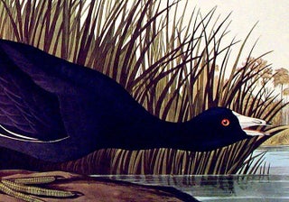 American Coot. From "The Birds of America" (Amsterdam Edition)