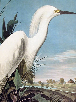 Snowy Heron or White Egret. From "The Birds of America" (Amsterdam Edition)
