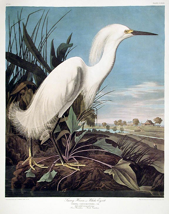 Item #7613 Snowy Heron or White Egret. From "The Birds of America" (Amsterdam Edition). John James AUDUBON.