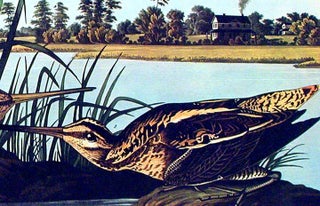 American Snipe. From "The Birds of America" (Amsterdam Edition)