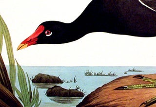 Common Gallinule. From "The Birds of America" (Amsterdam Edition)