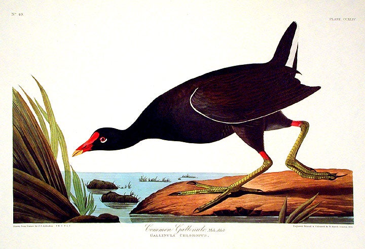 Item #7616 Common Gallinule. From "The Birds of America" (Amsterdam Edition). John James AUDUBON.