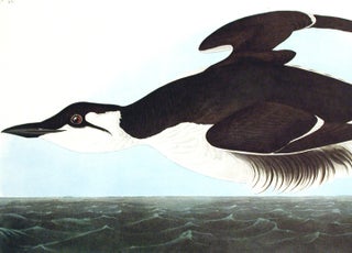 Uria Brunnichii [Large-billed Guillemot]. From "The Birds of America" (Amsterdam Edition)
