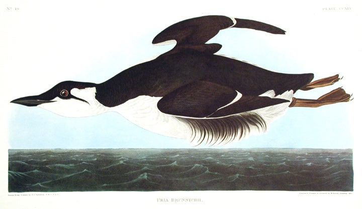 Item #7617 Uria Brunnichii [Large-billed Guillemot]. From "The Birds of America" (Amsterdam Edition). John James AUDUBON.