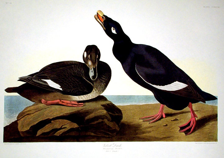 Item #7624 Velvet Duck. From "The Birds of America" (Amsterdam Edition). John James AUDUBON.