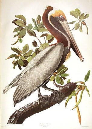 Item #7628 Brown Pelican. From "The Birds of America" (Amsterdam Edition). John James...