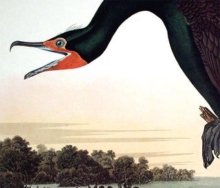 Florida Cormorant. From "The Birds of America" (Amsterdam Edition)
