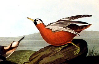 Red Phalarope. From "The Birds of America" (Amsterdam Edition)