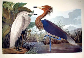 Item #7635 Purple Heron. From "The Birds of America" (Amsterdam Edition). John James...
