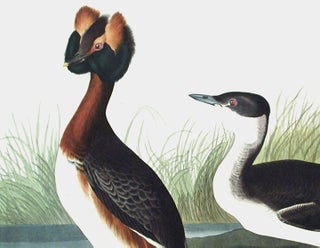 Horned Grebe. From "The Birds of America" (Amsterdam Edition)