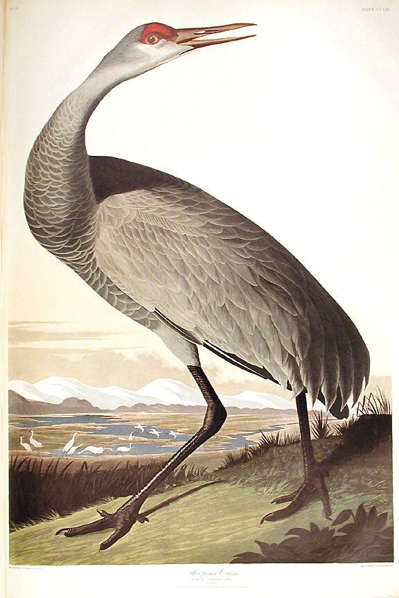 Item #7646 Hooping Crane. [Sandhill Crane] From "The Birds of America" (Amsterdam Edition). John James AUDUBON.