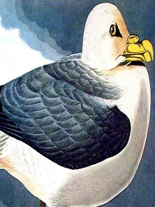 Fulmar Petrel. From "The Birds of America" (Amsterdam Edition)