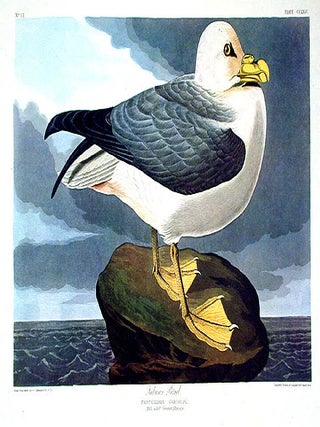 Item #7657 Fulmar Petrel. From "The Birds of America" (Amsterdam Edition). John James...