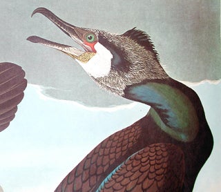 Common Cormorant. From "The Birds of America" (Amsterdam Edition)