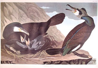 Item #7659 Common Cormorant. From "The Birds of America" (Amsterdam Edition). John James AUDUBON