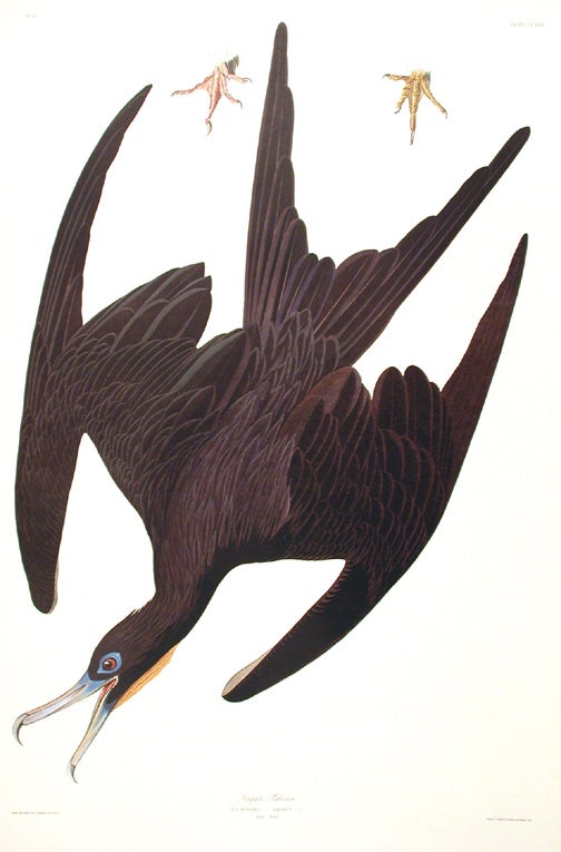 Item #7665 Frigate Pelican. From "The Birds of America" (Amsterdam Edition). John James AUDUBON.