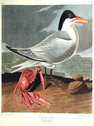 Item #7669 Cayenne Tern. From "The Birds of America" (Amsterdam Edition). John James...
