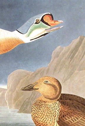 King Duck. From "The Birds of America" (Amsterdam Edition)