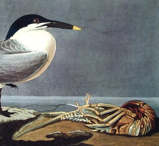 Sandwich Tern. From "The Birds of America" (Amsterdam Edition)