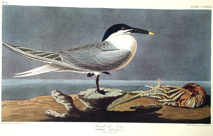 Item #7683 Sandwich Tern. From "The Birds of America" (Amsterdam Edition). John James AUDUBON.