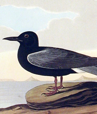 Black Tern. From "The Birds of America" (Amsterdam Edition)