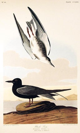 Item #7686 Black Tern. From "The Birds of America" (Amsterdam Edition). John James AUDUBON