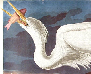 Great White Heron. From "The Birds of America" (Amsterdam Edition)