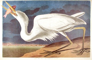 Item #7687 Great White Heron. From "The Birds of America" (Amsterdam Edition). John James AUDUBON
