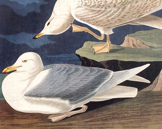 White-winged Silvery Gull. From "The Birds of America" (Amsterdam Edition)