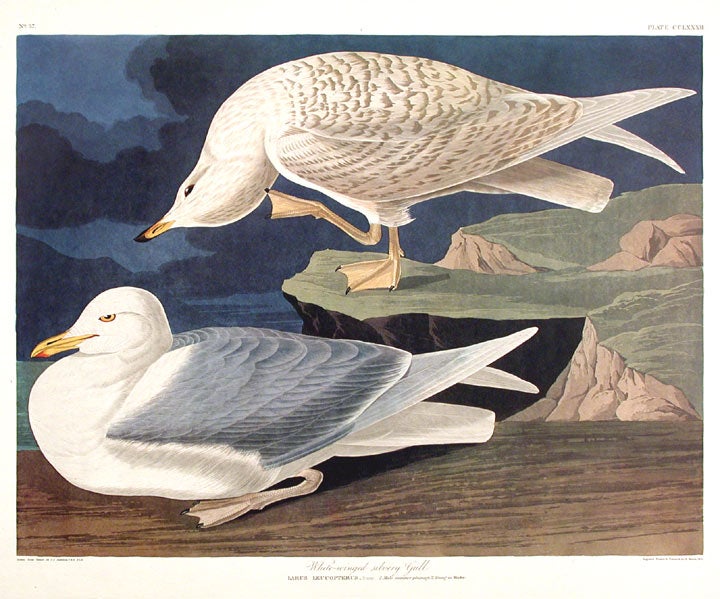 Item #7689 White-winged Silvery Gull. From "The Birds of America" (Amsterdam Edition). John James AUDUBON.