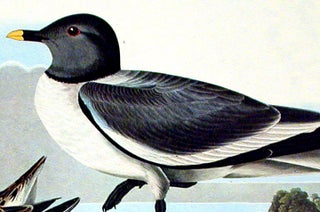 Fork-tailed Gull. From "The Birds of America" (Amsterdam Edition)