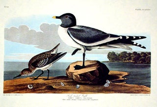Item #7693 Fork-tailed Gull. From "The Birds of America" (Amsterdam Edition). John James AUDUBON