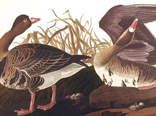 White-fronted Goose. From "The Birds of America" (Amsterdam Edition)
