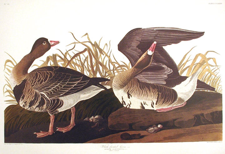 Item #7694 White-fronted Goose. From "The Birds of America" (Amsterdam Edition). John James AUDUBON.