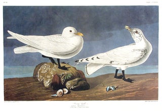Item #7695 Ivory Gull. From "The Birds of America" (Amsterdam Edition). John James AUDUBON