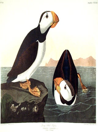 Item #7708 Large billed Puffin. From "The Birds of America" (Amsterdam Edition). John...