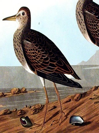 Pectoral Sandpiper. From "The Birds of America" (Amsterdam Edition)