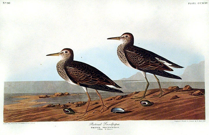 Item #7710 Pectoral Sandpiper. From "The Birds of America" (Amsterdam Edition). John James AUDUBON.