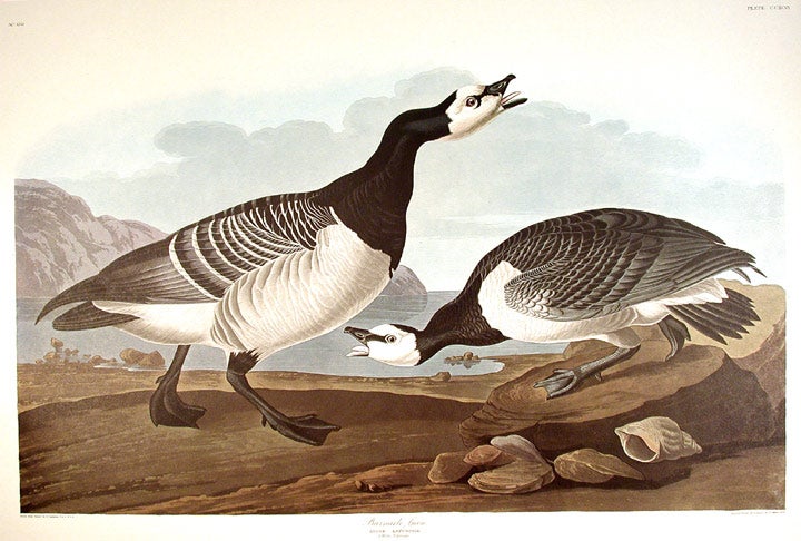 Item #7713 Barnacle Goose. From "The Birds of America" (Amsterdam Edition). John James AUDUBON.