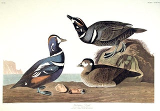 Item #7721 Harlequin Duck. From "The Birds of America" (Amsterdam Edition). John James AUDUBON