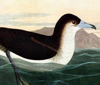 Dusky Petrel. From "The Birds of America" (Amsterdam Edition)