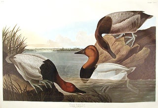 Item #7726 Canvas backed Duck. From "The Birds of America" (Amsterdam Edition). John...