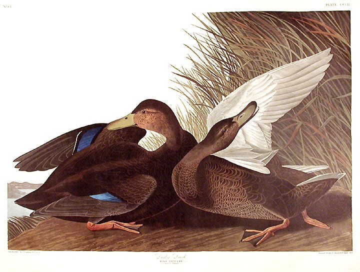 Item #7727 Dusky Duck. From "The Birds of America" (Amsterdam Edition). John James AUDUBON.