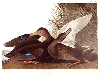 Item #7727 Dusky Duck. From "The Birds of America" (Amsterdam Edition). John James AUDUBON